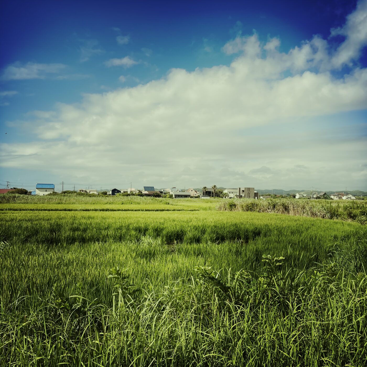 いすみ市,田舎,田舎の風景