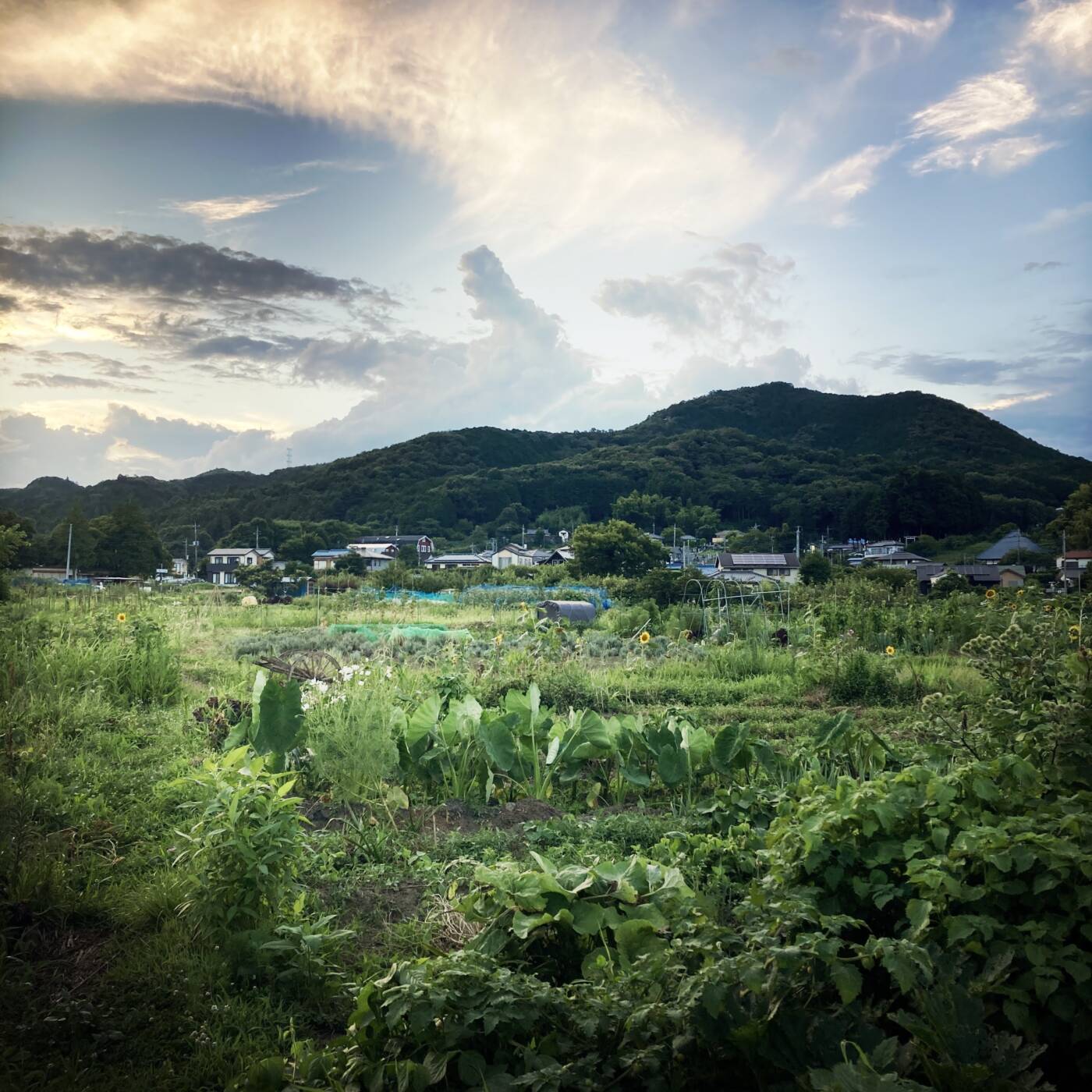 日和田山,日高市